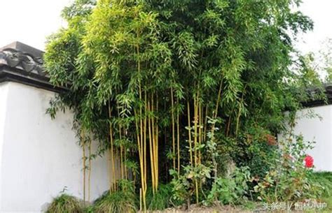 中國偷情 觀賞竹子種類